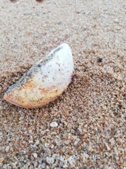 Crassadoma