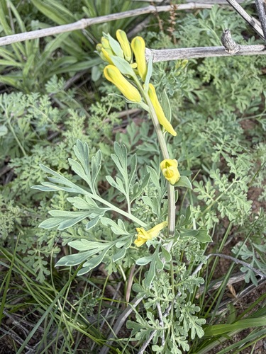 Corydalis aurea, photograph 1