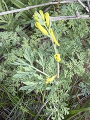 Corydalis aurea