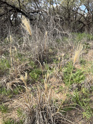 Leptochloa crinita