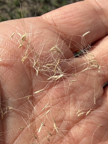 Leptochloa crinita, photograph 3