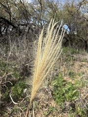 Leptochloa crinita, photograph (c) Matt Berger, some rights reserved (CC BY)