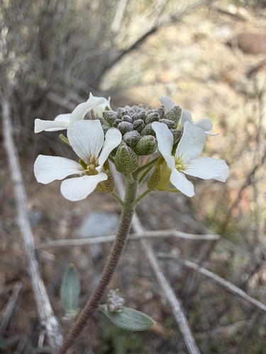 Physaria purpurea