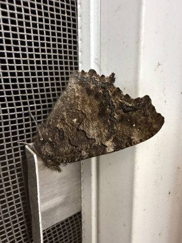 iNaturalist observation photo of California Tortoiseshell