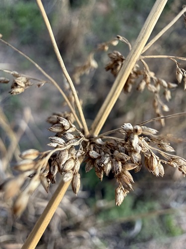 Janochloa antidotalis