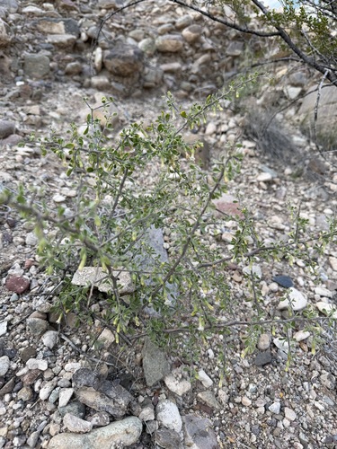 Lycium exsertum, photograph 2
