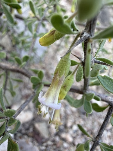 Lycium exsertum