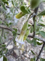 Lycium exsertum