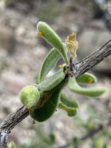 Lycium exsertum, photograph 3