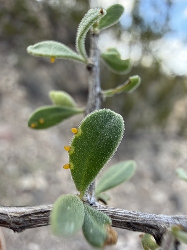 Lycium exsertum, photograph 4