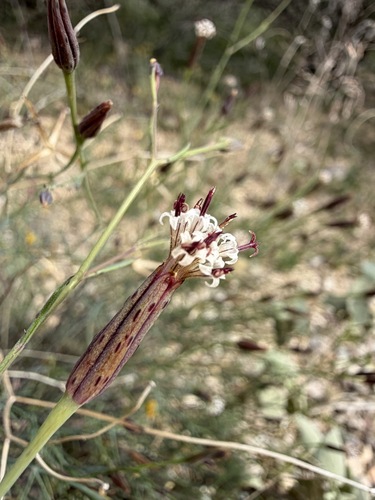 Porophyllum gracile