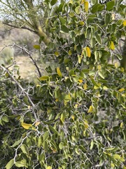 Celtis pallida, photograph (c) Matt Berger, some rights reserved (CC BY)