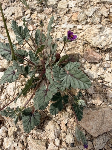 Erodium texanum
