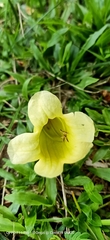 Angiospermae