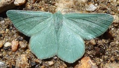 Mesothea incertata