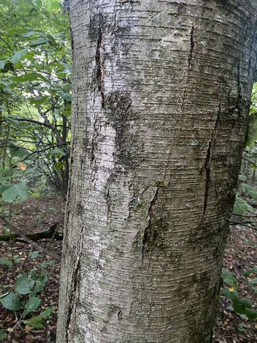 Betula lenta, photograph 5