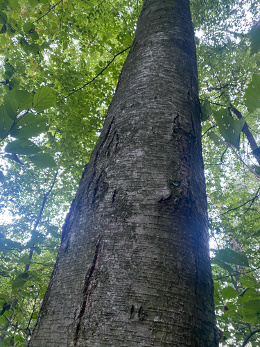 Betula lenta, photograph 6
