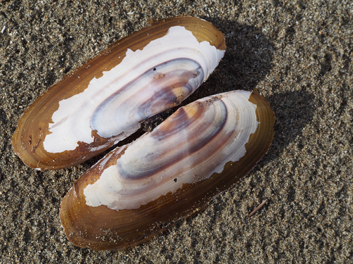 Pacific Razor Clam