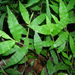 Oplismenus hirtellus - Photo (c) Forest & Kim Starr,  זכויות יוצרים חלקיות (CC BY)