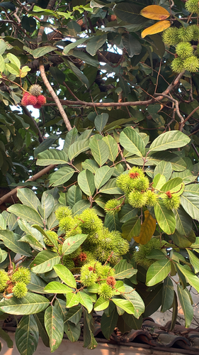 Nephelium lappaceum observed 2026-09-19