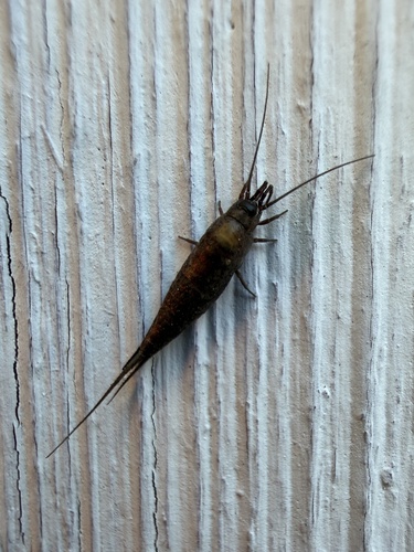 iNaturalist observation photo of Rock Bristletails