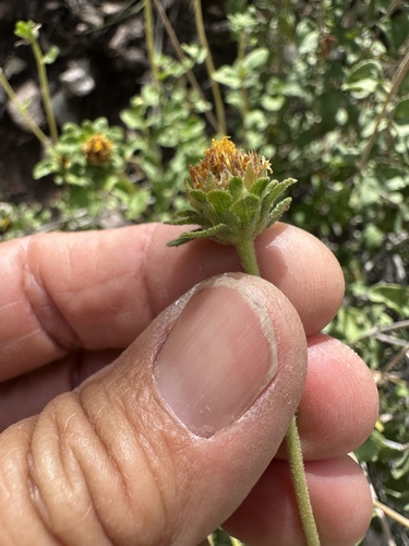 Shortleaf Jefea