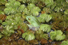 Euphlyctis hexadactyla