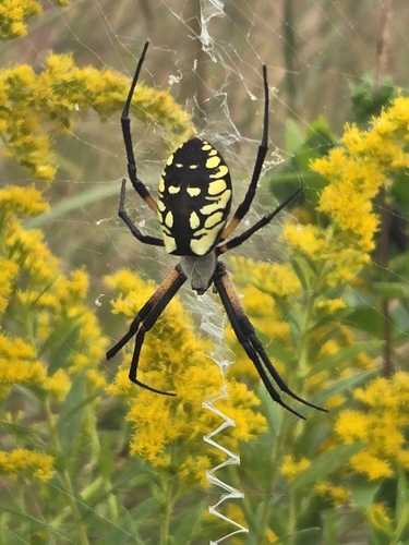 Yellow Garden Spider