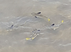 Ellochelon vaigiensis