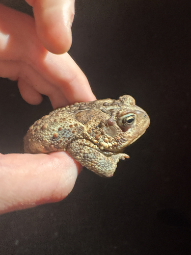 American Toad