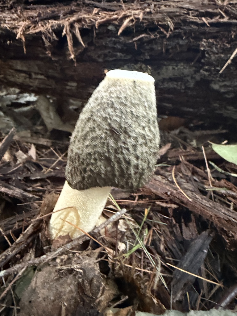 Ravenel's stinkhorn · September 2026 · photo: Photo: no rights reserved · iNaturalist