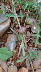 Atractylis cancellata