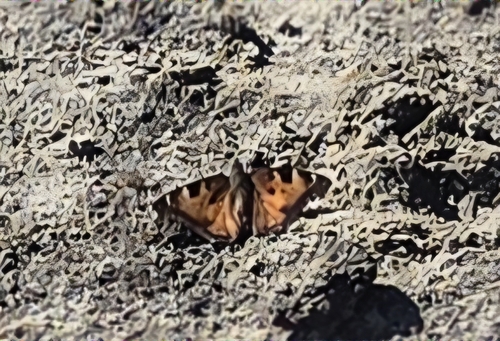 California Tortoiseshell