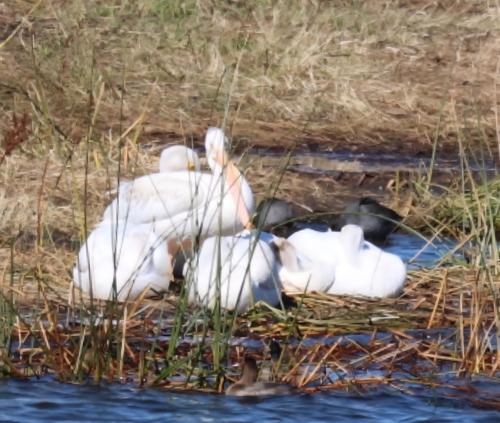 American White Pelican