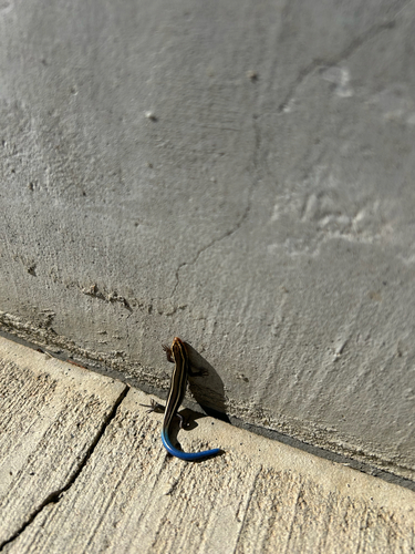 Western Skink