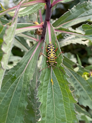 Locust Borer