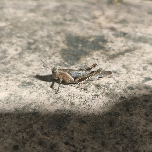 Abracris flavolineata