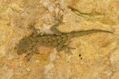Mediodactylus orientalis
