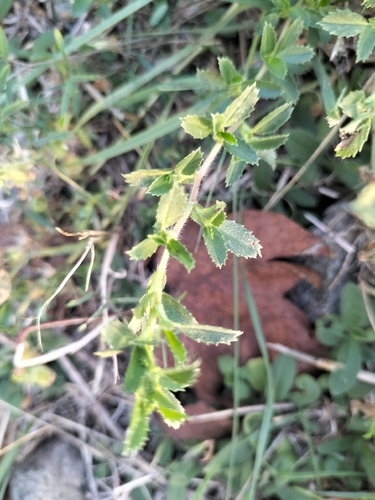 Ononis spinosa, photograph 6