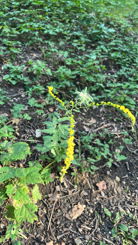 elm-leaved goldenrod