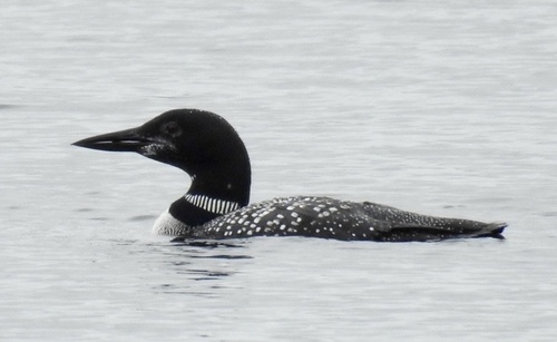 Common Loon