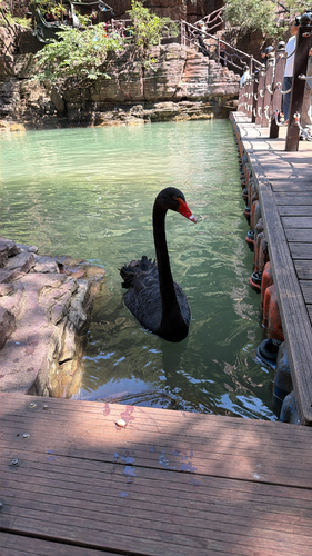 Black Swan