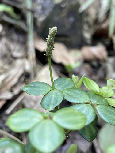 Peperomia tetraphylla