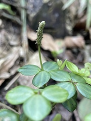 Peperomia tetraphylla, photograph (c) B. Phalan, some rights reserved (CC BY)