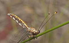 Suhpalacsa subtrahens