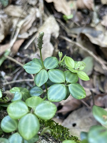 Peperomia tetraphylla, photograph 2