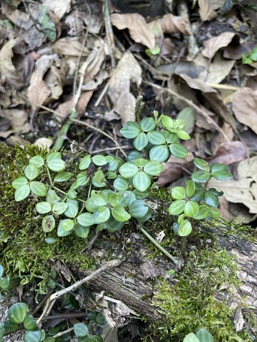 Peperomia tetraphylla, photograph 3