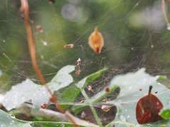 Argyrodes fissifrons