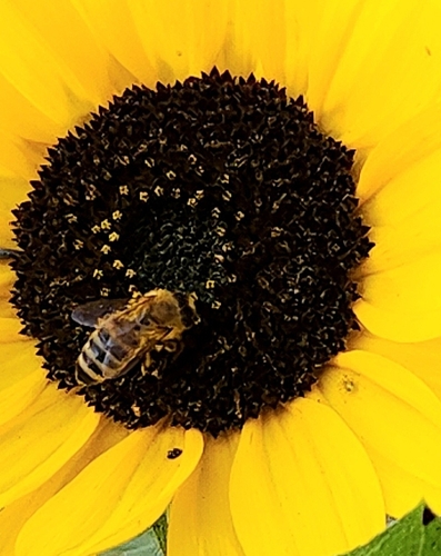 Western Honey Bee