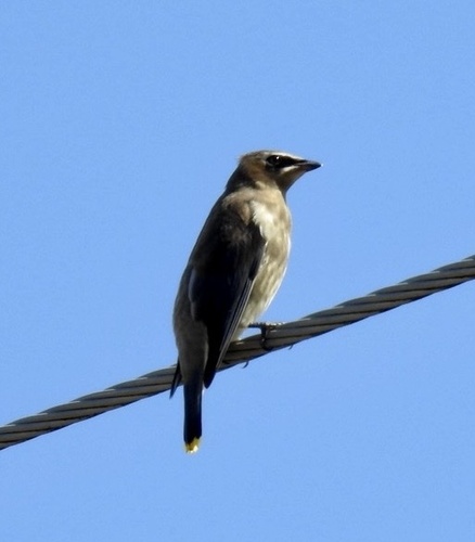 Cedar Waxwing